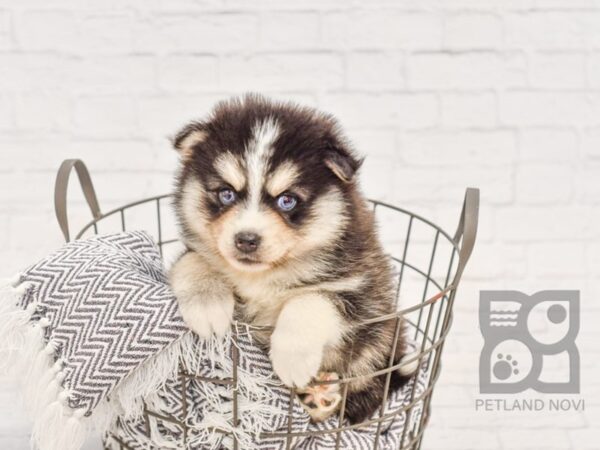 Mini Husky DOG Female BLK WHITE 34524 Petland Novi, Michigan