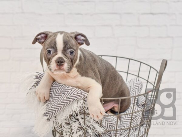 Boston Terrier DOG Female BLUE 34525 Petland Novi, Michigan