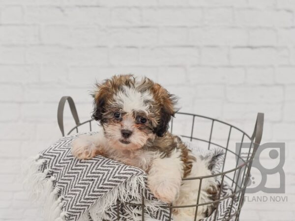 Teddy Bear-DOG-Female-BRN WH-34526-Petland Novi, Michigan