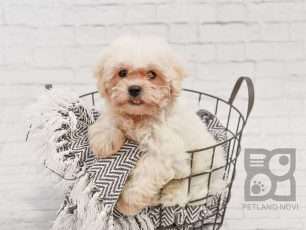 Teddy Bear-DOG-Male-BRN WH-34527-Petland Novi, Michigan
