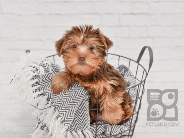 Yorkshire Terrier-DOG-Female-BLK TAN-34528-Petland Novi, Michigan