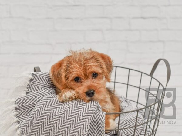 Shorkie DOG Male BROWN WHITE 34529 Petland Novi, Michigan