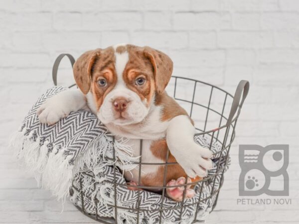 7/8 Beabull DOG Male CHOC WHITE 34530 Petland Novi, Michigan