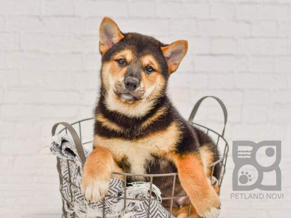 Shiba Inu-DOG-Male-Black & Tan-34532-Petland Novi, Michigan