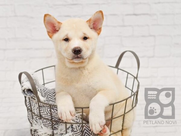 Shiba Inu-DOG-Male-Cream-34533-Petland Novi, Michigan