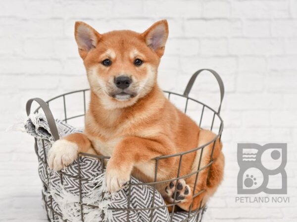 Shiba Inu-DOG-Female-Red-34534-Petland Novi, Michigan