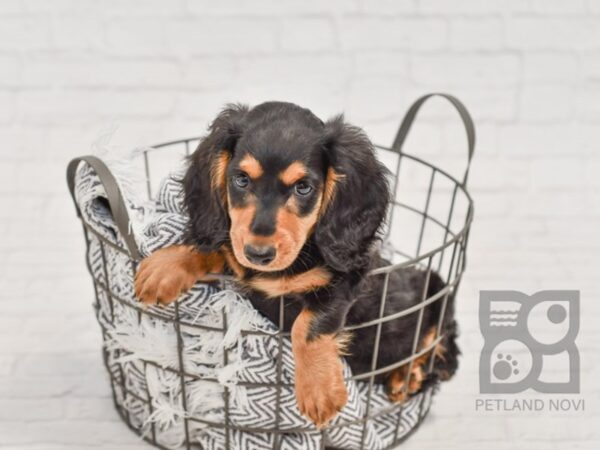 Dachshund DOG Male Black & Tan 34536 Petland Novi, Michigan