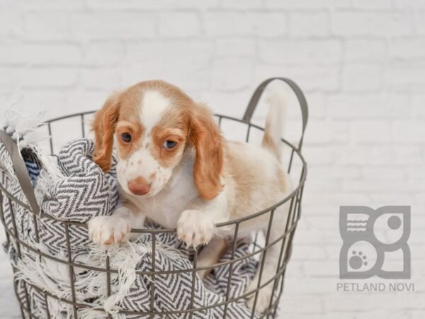 Dachshund-DOG-Female-Fawn & White-34537-Petland Novi, Michigan