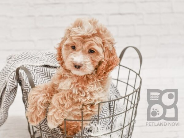 Cockapoo DOG Male Apricot 34535 Petland Novi, Michigan