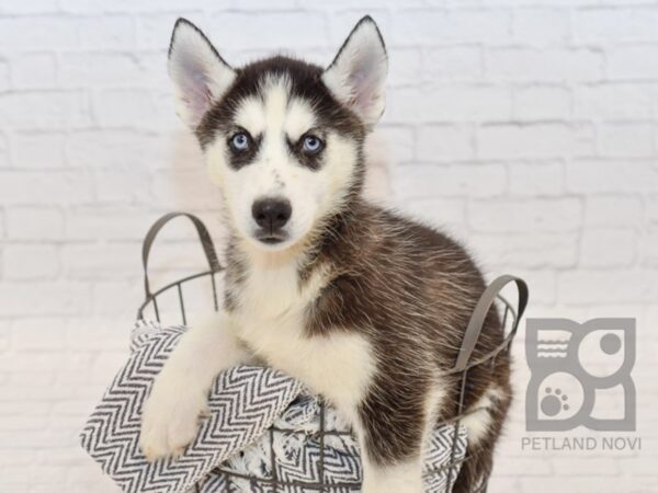 Siberian Husky DOG Female Black / White 34538 Petland Novi, Michigan