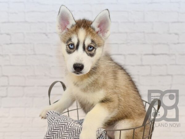 Siberian Husky DOG Female Gray / White 34539 Petland Novi, Michigan