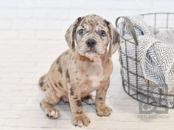 Pug/Beagle DOG Female Blue Merle 34540 Petland Novi, Michigan