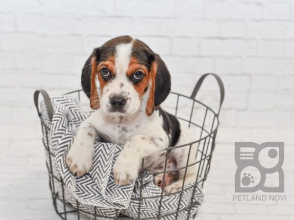 Cavalier King DOG Female Black Tan / White 34541 Petland Novi, Michigan