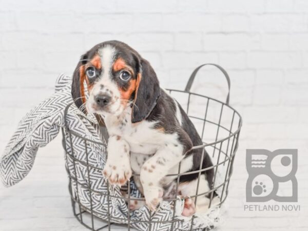 Cavalier King DOG Female Black Tan / White 34542 Petland Novi, Michigan