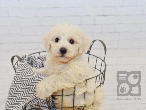 Bichon Frise-DOG-Male-White-34543-Petland Novi, Michigan