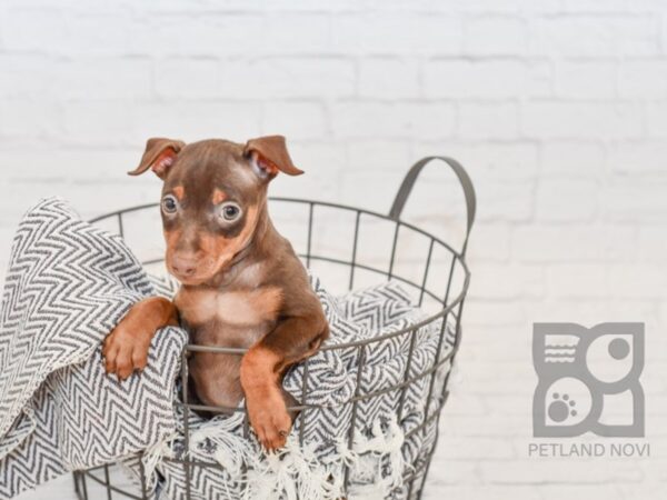 Miniature Pinscher DOG Male Chocolate and Tan 34544 Petland Novi, Michigan