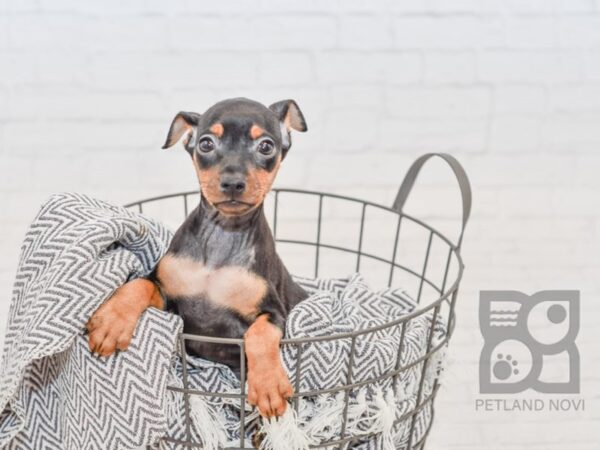 Miniature Pinscher DOG Female Black / Tan 34545 Petland Novi, Michigan