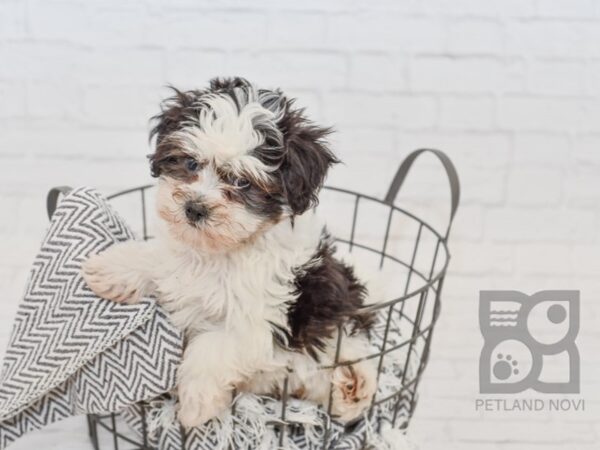 Havanese DOG Female Black / White 34546 Petland Novi, Michigan