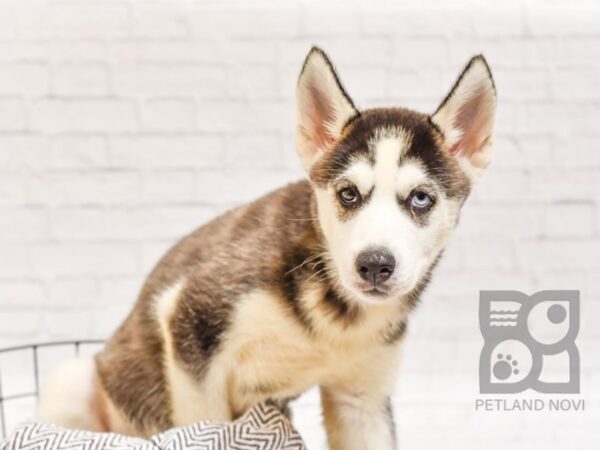 Siberian Husky DOG Female Black / White 34547 Petland Novi, Michigan