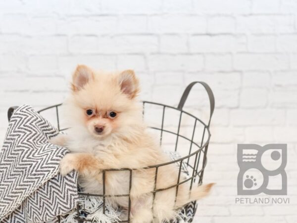 Pomeranian DOG Female Cream 34548 Petland Novi, Michigan