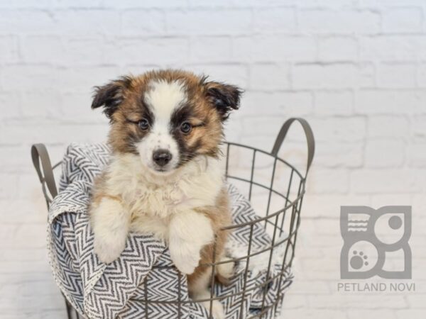 Aussie Mo DOG Male Sable 34549 Petland Novi, Michigan