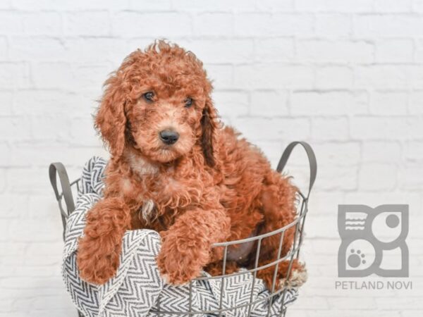 Standard Poodle DOG Female Red 34550 Petland Novi, Michigan