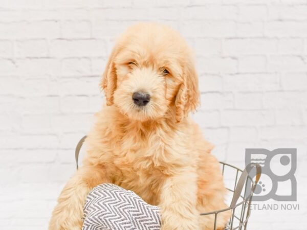 Standard Goldendoodle-DOG-Male-Red-34551-Petland Novi, Michigan