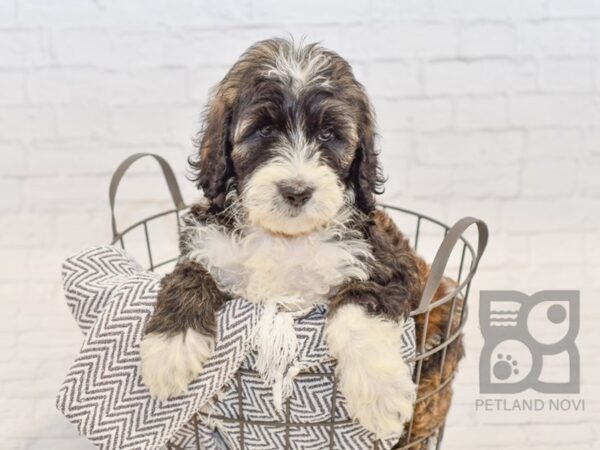 Sheepadoodle DOG Male Black & White 34552 Petland Novi, Michigan