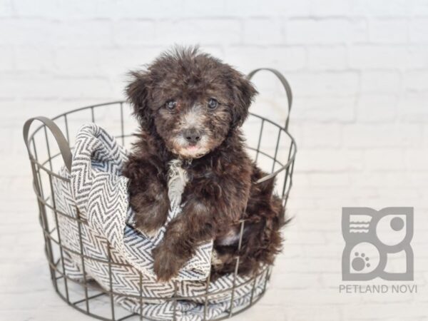 Bichon Poo DOG Male BLK WHITE 34553 Petland Novi, Michigan