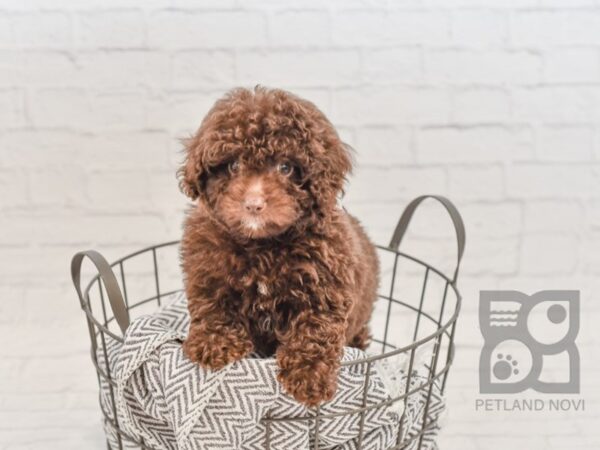 Miniature Poodle-DOG-Female-CHOC-34554-Petland Novi, Michigan