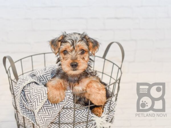 Yorkshire Terrier DOG Male BLK TAN 34555 Petland Novi, Michigan