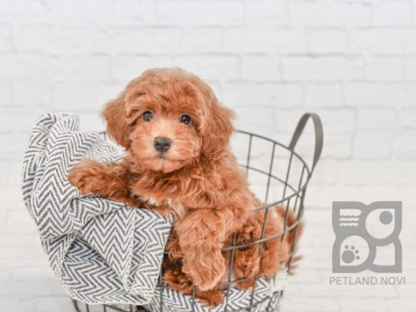 Bichon Poo DOG Female RED 34556 Petland Novi, Michigan