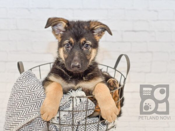 German Shepherd DOG Female blk tan 34557 Petland Novi, Michigan