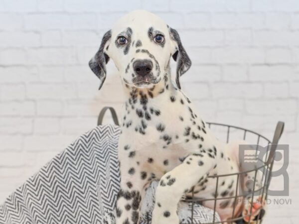 Dalmatian DOG Male White / Black 34558 Petland Novi, Michigan