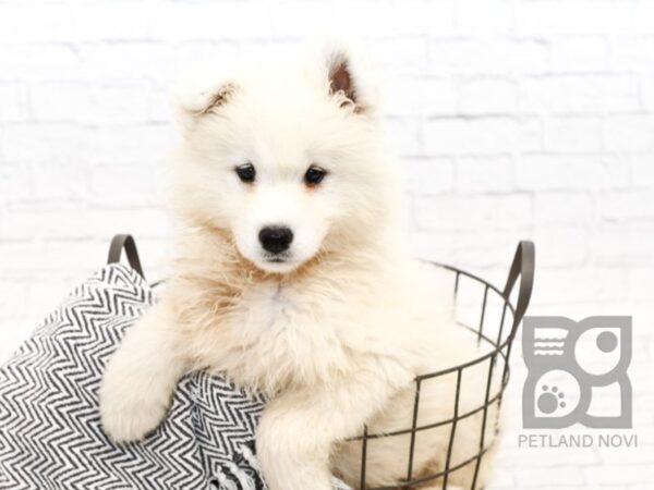 Samoyed DOG Female White 34559 Petland Novi, Michigan