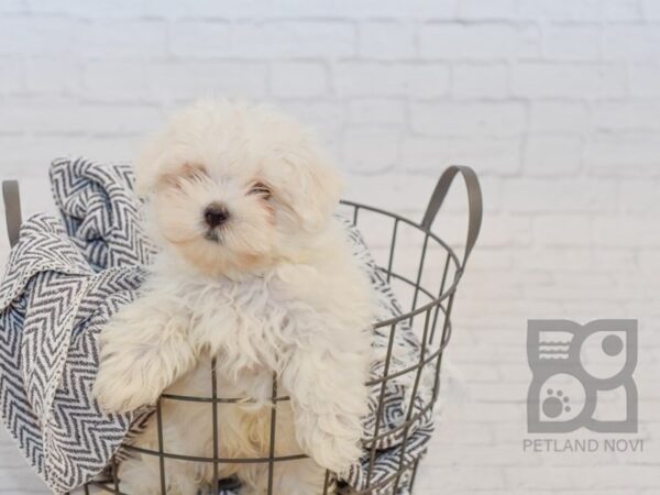 Maltese DOG Male White 34560 Petland Novi, Michigan