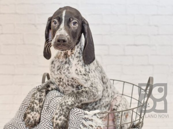 German Shorthair Pointer DOG Male Black / White 34562 Petland Novi, Michigan