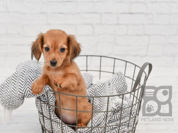 Chiweenie DOG Female Red Sable 34563 Petland Novi, Michigan