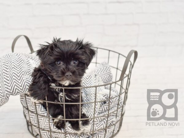 Morkie DOG Male Black / White 34564 Petland Novi, Michigan