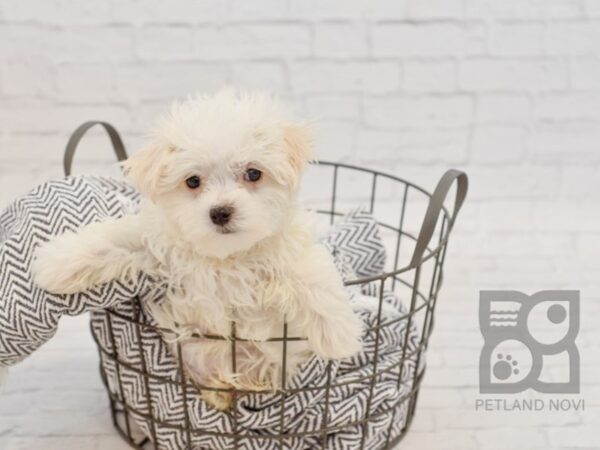 Maltese DOG Male White 34565 Petland Novi, Michigan