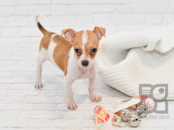 Chihuahua-DOG-Male-White / Fawn-34566-Petland Novi, Michigan