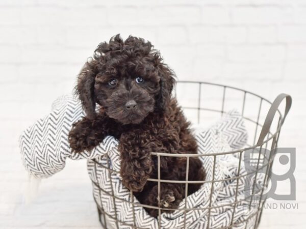 Mini Aussiepoo DOG Female Black 34567 Petland Novi, Michigan