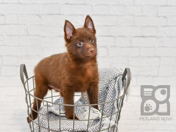 Schipperke DOG Male Chocolate 34568 Petland Novi, Michigan