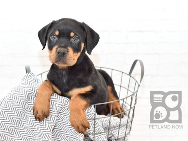 Rottweiler DOG Male Black & Tan 34569 Petland Novi, Michigan