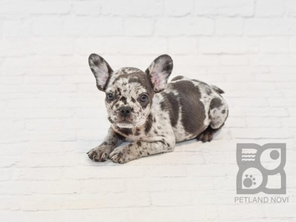 French Bulldog DOG Male BLUE MERLE 34570 Petland Novi, Michigan