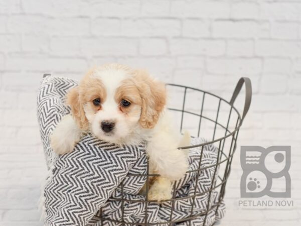 Cavachon-DOG-Female-BLENHIEM-34571-Petland Novi, Michigan