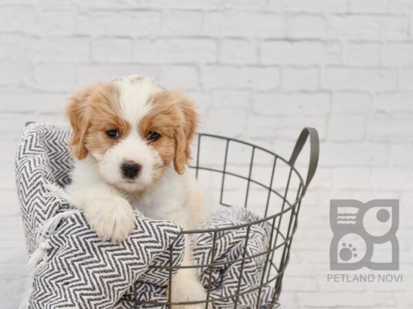 Cavachon-DOG-Male-BLENHIEM-34572-Petland Novi, Michigan