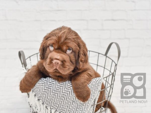 Mini Hippo-DOG-Male-CHOC-34573-Petland Novi, Michigan