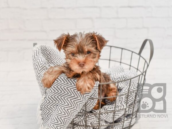 Yorkshire Terrier-DOG-Male-CHOC-34574-Petland Novi, Michigan