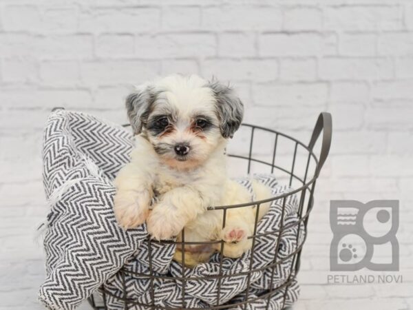 Daisy Dog DOG Male BROWN WHITE 34575 Petland Novi, Michigan